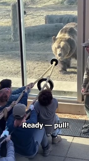 1.4K views | Bear vs Humans Tug-of-War | Unbelievable Strength Test!...
