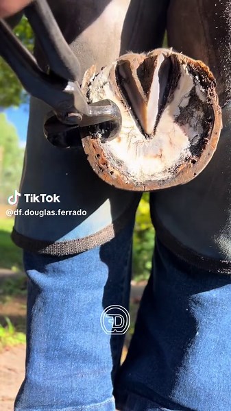 Torques de Casco DF: 15