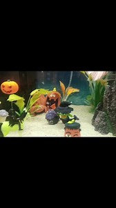 Today I saw the coolest fish aquarium... decorated for Halloween! 🎃 | Patches D Rich