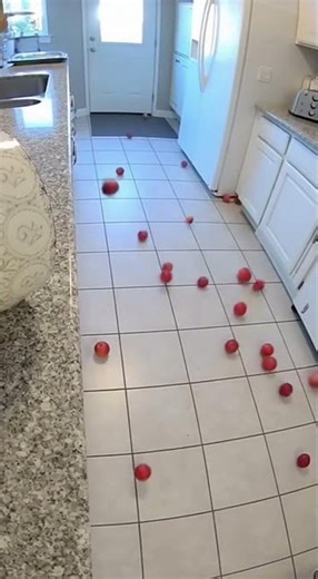Dog causes epic fruit avalanche in kitchen