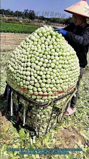 Farm Vegetable Packing: Art of Stacking Harvested Crops
