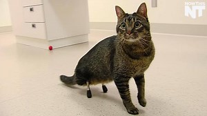 This cat was born without legs, but can finally walk thanks to new prosthetic legs (via NowThis Future) | NowThis