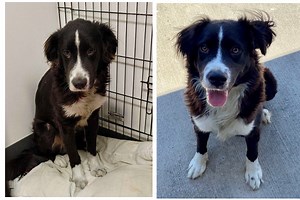 101 Distemper Puppies: How a Chicago shelter got it ‘Wright’ »  Shelter Medicine Program » College of Veterinary Medicine » University of Florida