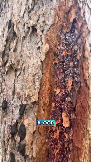 Why This Aussie Tree ‘Bleeds’ Red Sap 🩸