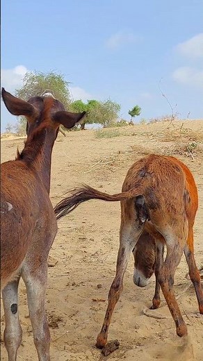 #donkey #foryou #wildlifeentertainment #animals #viralvideos #nature #shortvideos