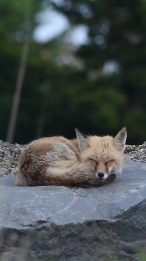 6.3K views · 291 reactions | Red Fox resting on a beautiful day in New Jersey, USA (2023) #fox #foxes #redfox #animals #nature #wildlife #nikon #benrousa #sigmaphoto #viralreels #trendingreels #jersey #outdoors #adventure #explore | Scott Michael Miller Photography | Facebook