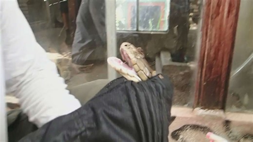 Close examination of king cobras including traditional and modern medical uses