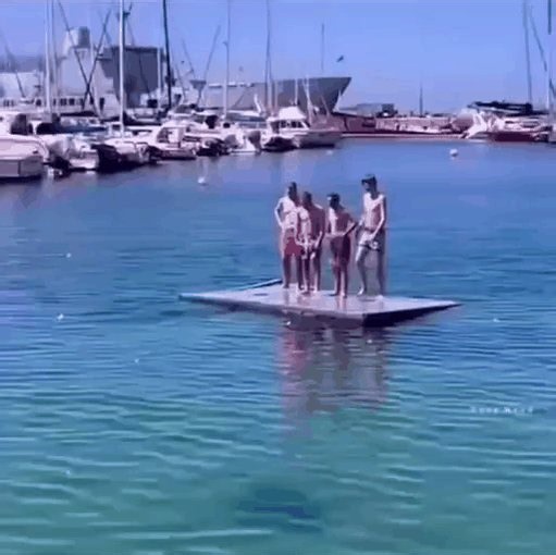 If whale evolution was a funny gif