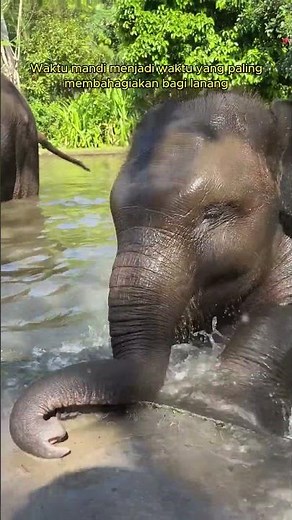 Petualangan bersama Lanang, bayi gajah paling keren di Bali Zoo
