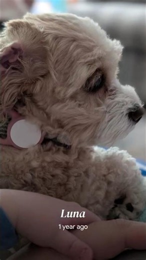 Adorable Cavapoo Puppy Luna One Year Video Memories