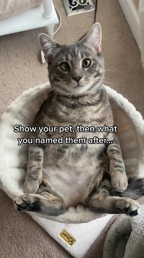 My fern girl🌿#cat #kitten #catlover