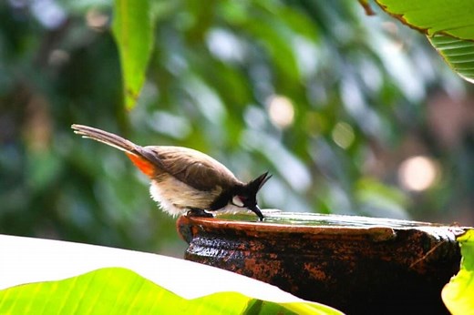 How Deep Should A Bird Bath Be? [ANSWERED!   FAQs] - Birding Outdoors