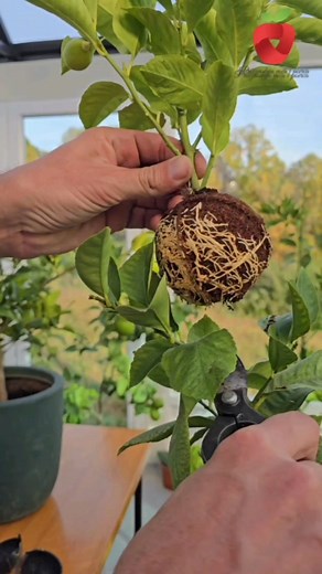 Dali će margotirani limun dati plodove? | Proizvodnja voća i povrća