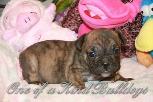 Olde English Bulldogges in Maryland