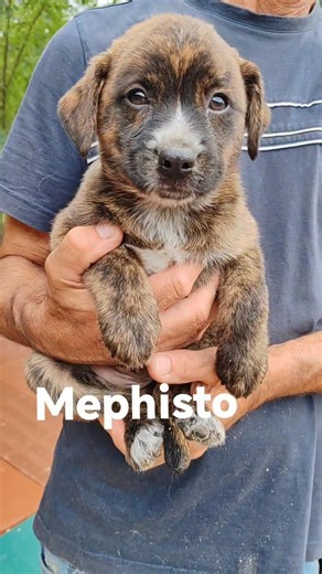 40K views · 1.9K reactions |  MEPHISTO – 2 MESI  Lui è Mephisto,...