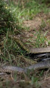 4.3K views · 988 reactions | Watch these two brown forest cobras...