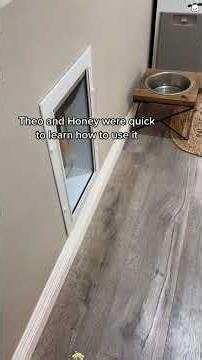 Teaching my dog to use a dog door #usa #dog