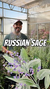 37K views · 134 reactions | Russian sage (Perovskia atriplicifolia) ...