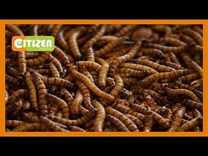 Maggots used to treat stubborn wounds