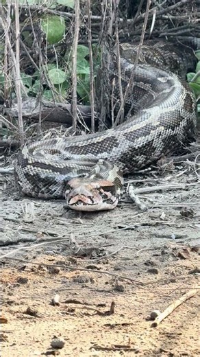 Indian rock python is hidden power of forest #snake #wildlife #indianrockpython #nature