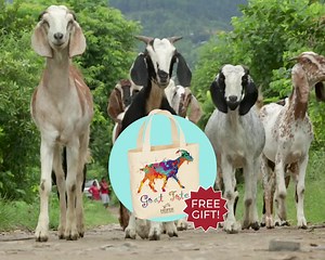5K reactions · 599 shares | 헦헣험헖헜헔헟 헢헙헙험헥: Become a monthly donor today and get a FREE goat tote! Plus, your donations will be MATCHED the entire first year! | Heifer International | Facebook