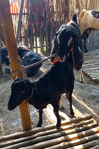 5M views · 13K reactions | Lots of two goats they very beautiful surprising shoots we enjoy 12 November 2024 |Episode : 734 Village Bangla Media... Kut... #viralreels #viral_reels #reels #viralvideo #fbreel #reelsvideo #Goat_Farm | Village Bangla Media | Facebook