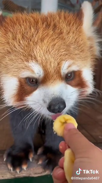 Red Panda Eating Bananas: A Cute and Happy Video