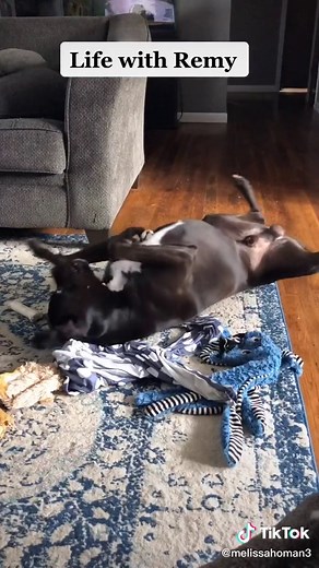#remytheboxador #boxadorsoftiktok #crazydog #boxadorable #boxador