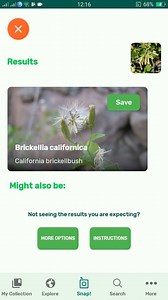 PlantSnap.com identifies California brickellbush (Brickellia californica), a species of flowering plant in the daisy family native to Northern Mexico in Baja California, Sonora, Chihuahua, and Coahuila states; and much of the Western United States, across California north to Oregon, northeast to Idaho and Wyoming, and east through the Southwestern states to Colorado, New Mexico, and West Texas. | PlantSnap | Facebook