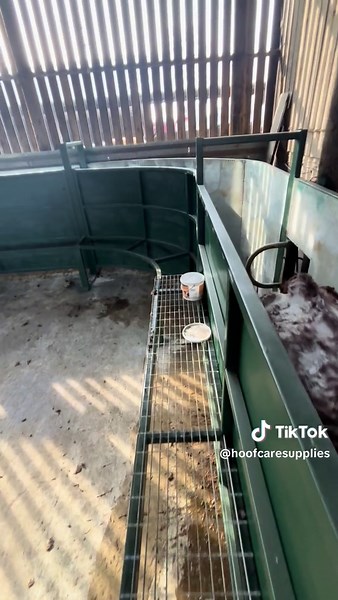 Amazing Hydraulic Cattle Handling System Setup