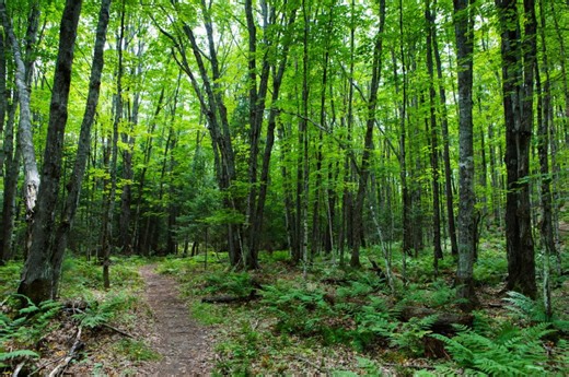 This Is Michigan’s Most Magnificent National Forest