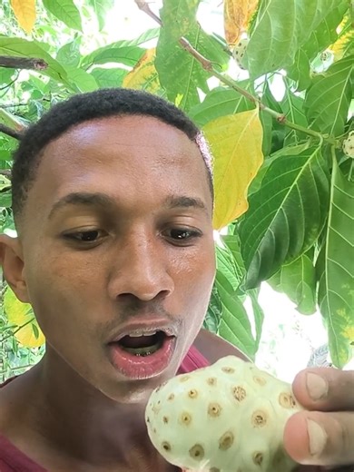 Comendo Noni: Fruta Exótica do Sudeste Asiático