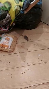 1.3K views · 18 reactions | ♻️Today we're clearing a Mouse infested house in Aston. This has to completed before the decontamination and pest control can begin.♻️ | The Clear Out Company | Facebook