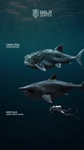 Dunkleosteus vs. Great White Shark: A Size Comparison