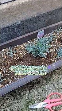 庭でラベンダー🪻12株に増やします。イングリッシュラベンダー（グロッソ）の増やし方 4月はちょうどいい時期です。2026/4/8