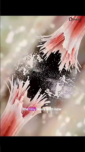 💪 Have you ever wondered how muscles actually grow?