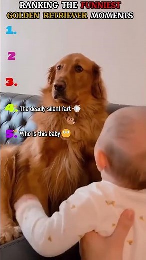 Ranking the FUNNIEST Golden Retriever Moments😂