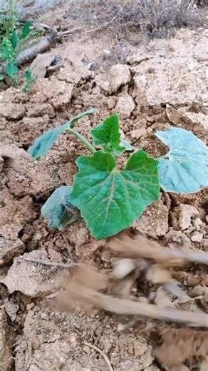 Planting Cucumber plants Tutorial #farming #shorts