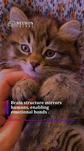 Cats’ brains are tiny powerhouses | #CatBrain #CatScience #FelineFacts