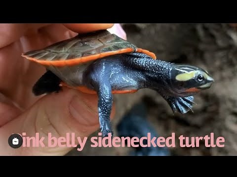 Wild Betta fish Pink belly side neck turtle community setup