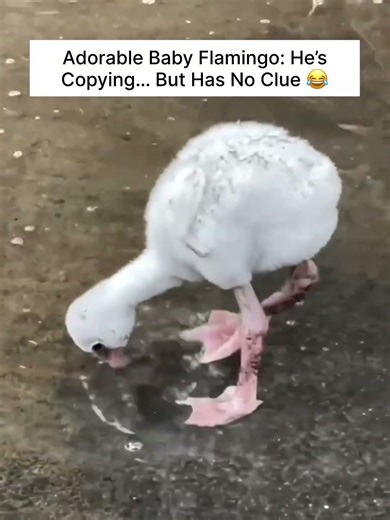 Adorable Baby Flamingo: He’s Copying… But Has No Clue 😂