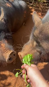 8.5K views · 410 reactions | Thinning our swiss chard in the sanctuary garden and Moss, Uri, and Babe enjoyed a fresh little snack. ❤️ | Outsiders Farm & Sanctuary | Facebook