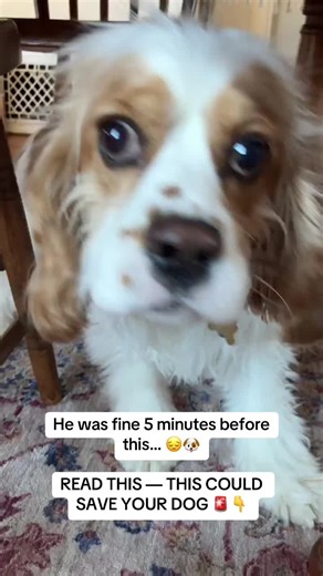 Rocky suddenly collapsed. His body stiff. His eyes frozen. Then the shaking started. I found the empty chocolate wrapper on the floor. Chocolate toxicity can trigger seizures, heart issues and neurological damage. And symptoms can appear fast. We rushed to the vet. He survived. But every seizure leaves the body exhausted. After emergency care, I started supporting him daily with Taily Collagen. It’s a liquid collagen with grass-fed collagen, biotin, vitamin C and hyaluronic acid, supporting tiss