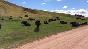 Custer State Park is a great place to see wildlife (best seen from the safety of a car). | Custer State Park