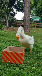 10K views · 98 reactions | Holiday fun for Gozzy, the Goose! 廉...