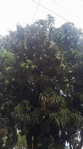 Exploring a Lush Mango Tree in a Residential Area