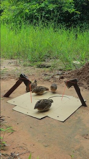 Trapping 50 Quails Bird with unbelievable trap using Paper and Axe but USEFUL 1 000 000% #short