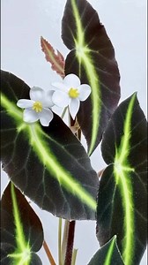 Hermosa begonia listada o mejor conocida como begonia rayada | JMundo De Colores