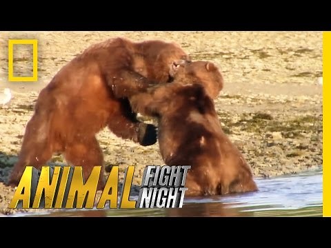 Bears Brawl Over Blubber Banquet | Animal Fight Night