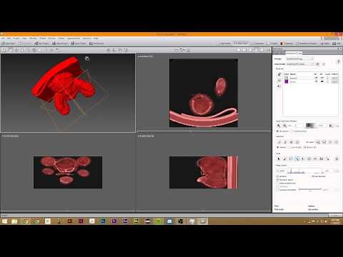 Tutorial 3: Image Segmentation in Avizo